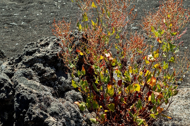 Desert plant growing beside a stone