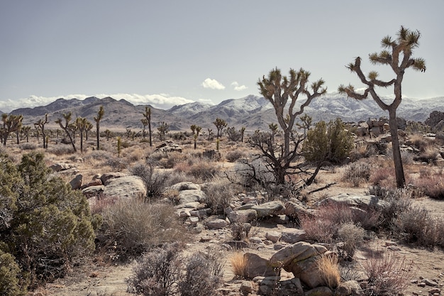 Desert with rocks, cactus, trees, and mountain in the distance in Southern California