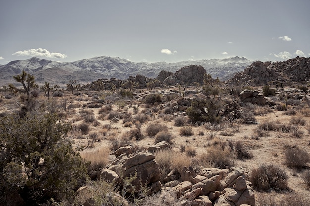 Free Photo desert with rocks and dry bushes with mountains in the distance in southern california