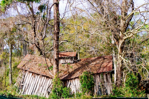 Free Photo destroyed abandoned wooden structure deep inside a forest