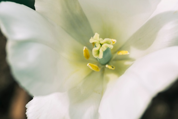 Free photo detail of a blooming white tulip flower