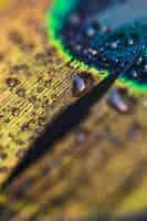 Free photo detail of blurred fresh peacock feather with water droplets