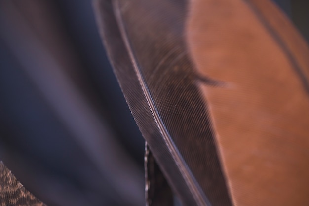 Detail of brown and black feather backgrounds