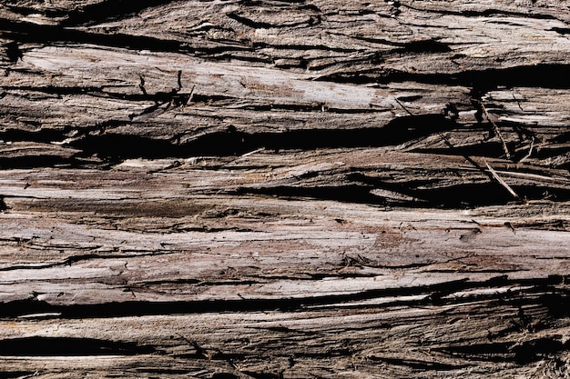 Free Photo detail of a brown trunk