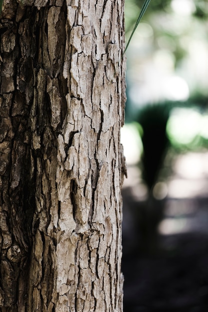 Detail of a brown trunk