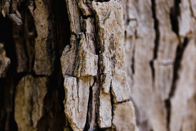 Detail of a brown trunk