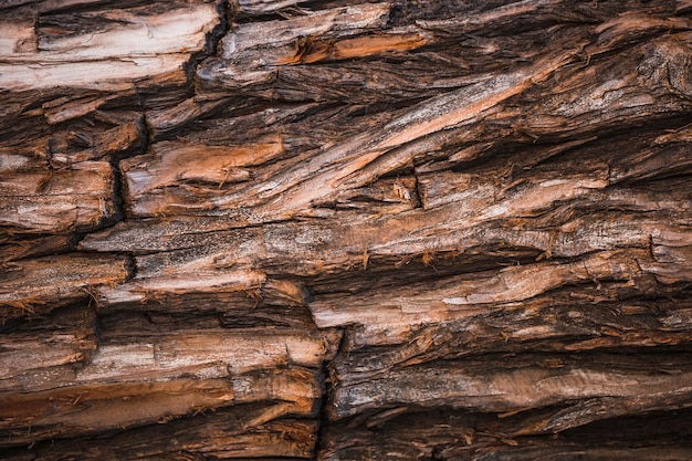 Detail of a brown trunk