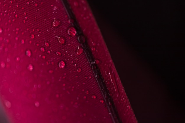 Detail of droplets on the red feather against black background