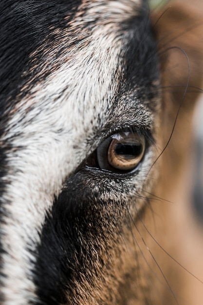 Free Photo detail of goat eye