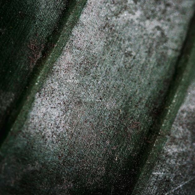 Free Photo detail of a green leaf