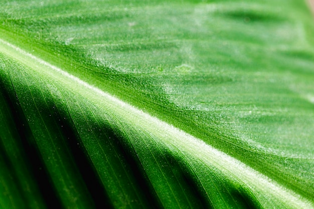 Detail of a green leaf