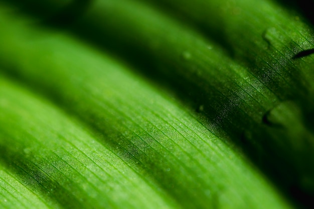 Detail of a green leaf