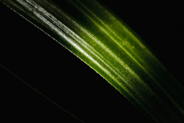 Free photo detail of a green leaf