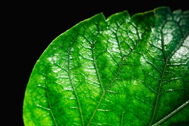 Free photo detail of a green leaf