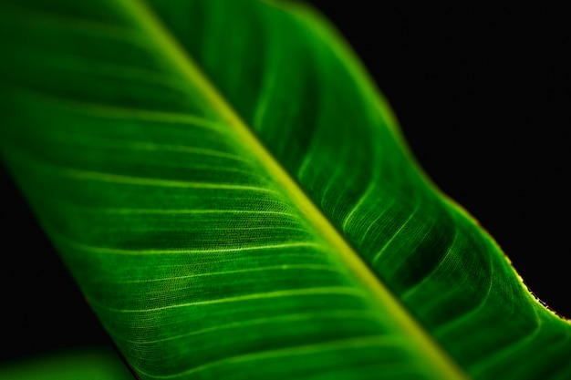 Detail of a green leaf