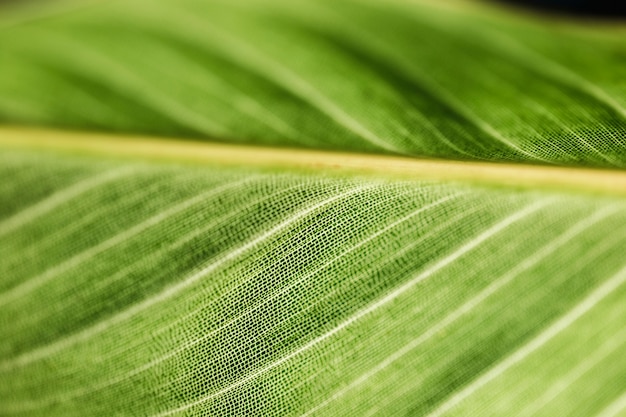 Free photo detail of a green leaf