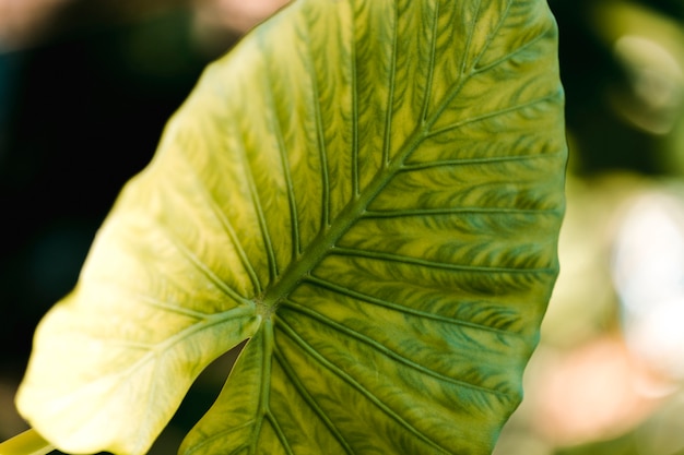 Detail of a green leaf