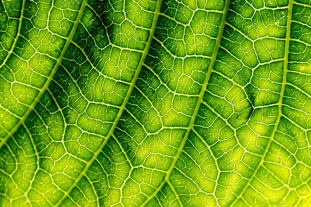 Detail of a green leaf