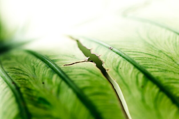 Detail of a green leaf