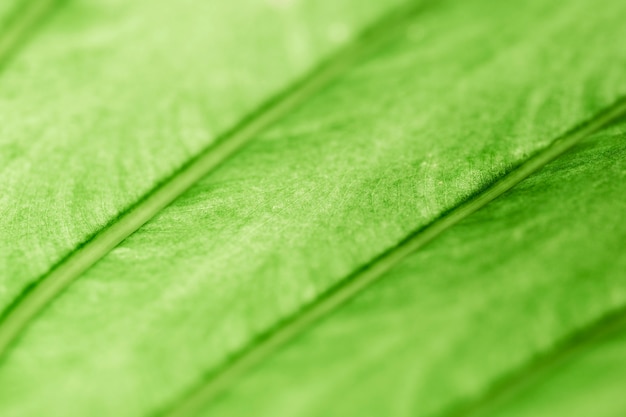 Detail of a green leaf