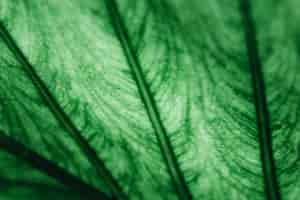 Free photo detail of a green leaf