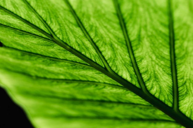 Detail of a green leaf