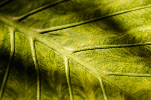 Free photo detail of a green leaf