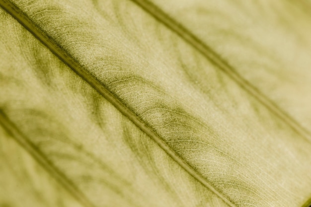 Detail of a green leaf