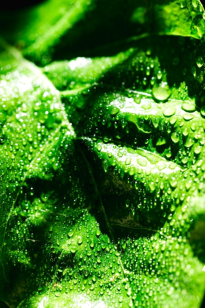 Detail of a green leaf