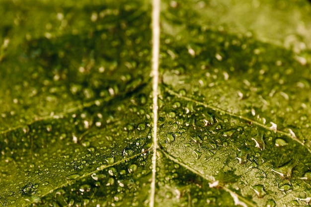 Detail of a green leaf