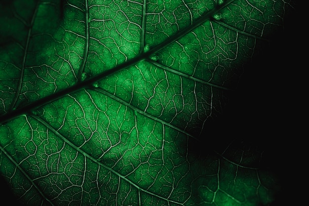 Free photo detail of a green leaf