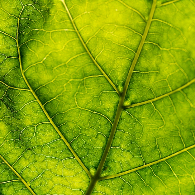 Detail of a green leaf