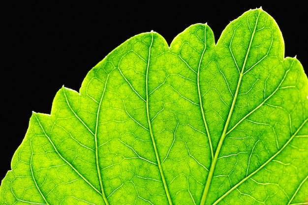 Free photo detail of a green leaf