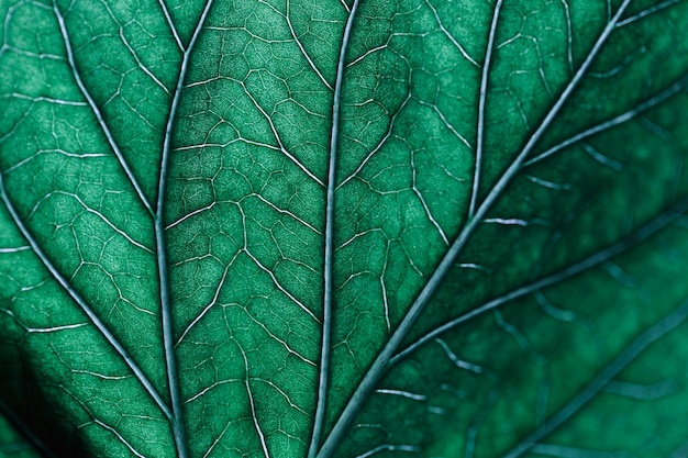 Free photo detail of a green leaf