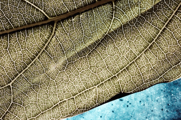 Detail of a green leaf