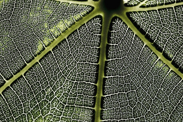 Detail of a green leaf