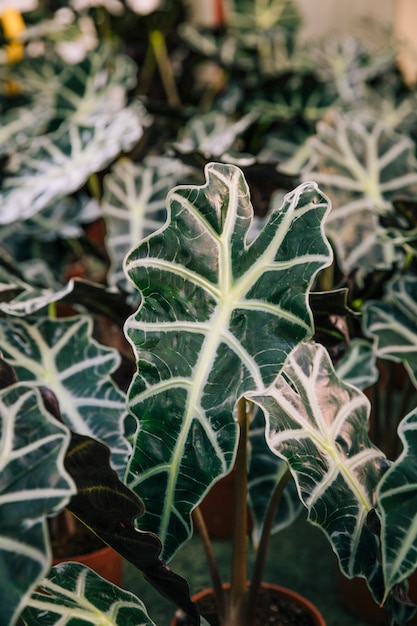 Detail of green leaves with white veins