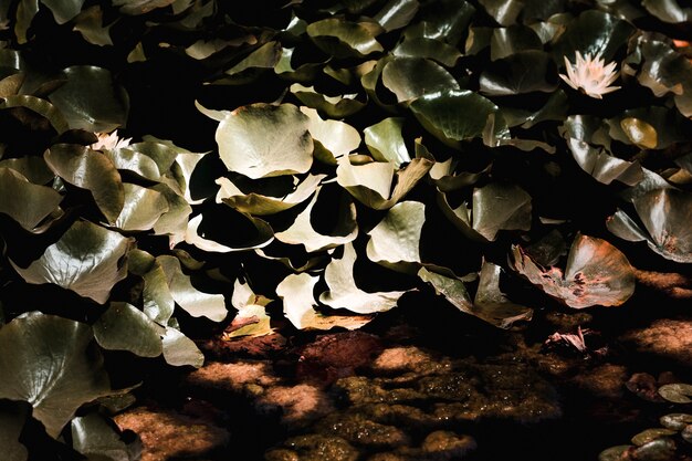 Detail of group of green leaves