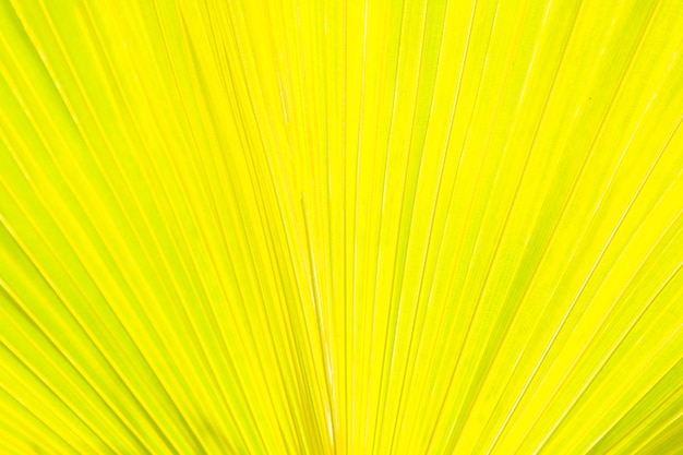 Free Photo detail of palm leaves yellow background