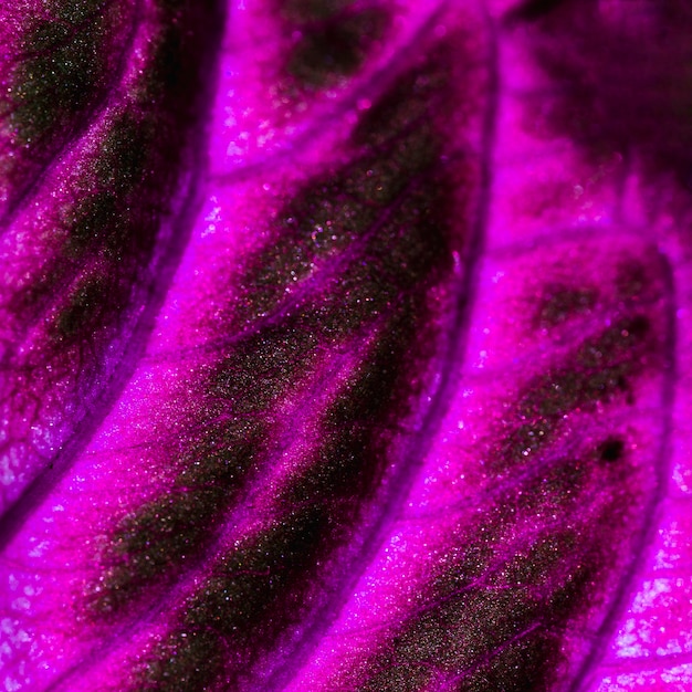 Free photo detail of a pink leaf