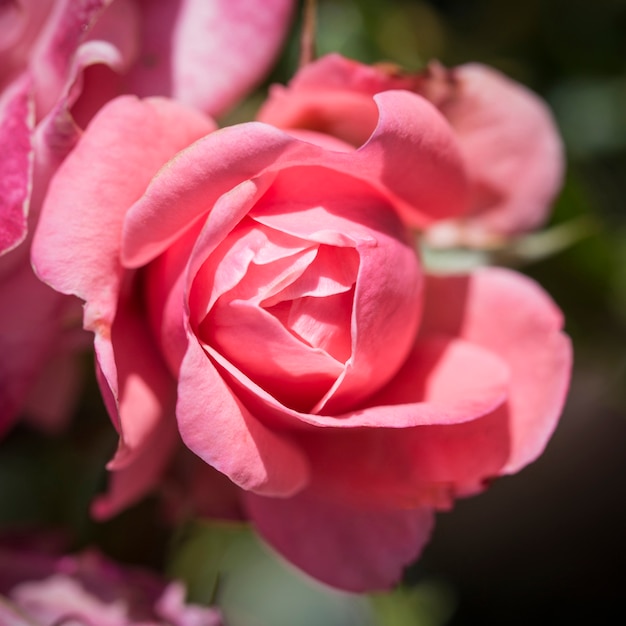 Free photo detail of a pink rose