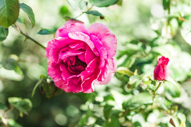 Detail of a pink rose