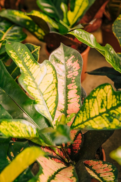 Free Photo detail of plant leaves in the pot