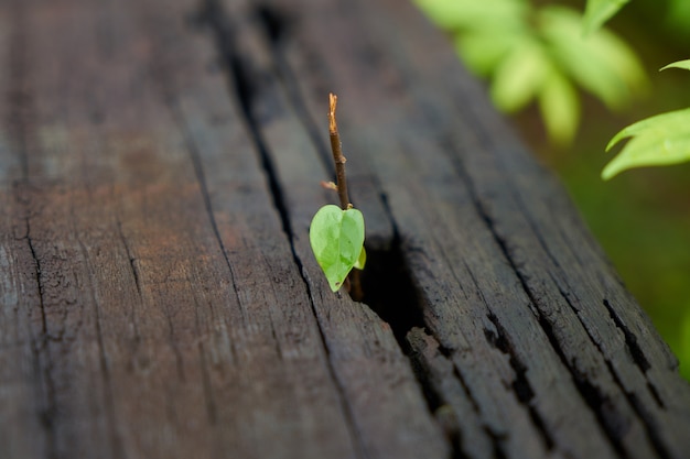 detail plant macro plank leaf