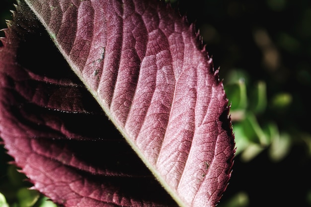 Free photo detail of an red leaf