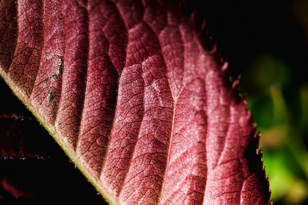 Free Photo detail of an red leaf