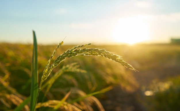 Free photo detail of the rice plant at sunset in valencia, with the plantation out of focus. rice grains in plant seed.