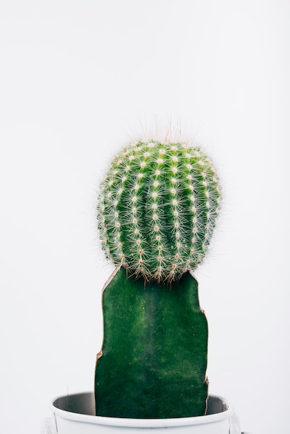 Free photo detail shot of green cactus plant in pot over white background