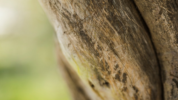 Detail shot of tree trunk