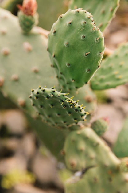 Detail of a thorny cactus